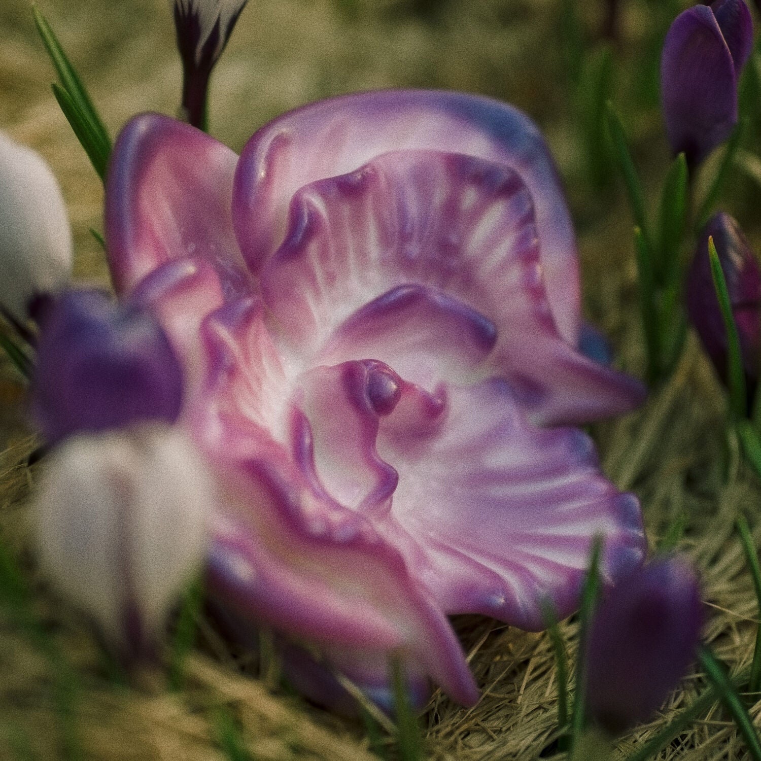 Moon Orchid Grinder Twilight Meadow Creations Moon Orchid Grinder Twilight Meadow Creations